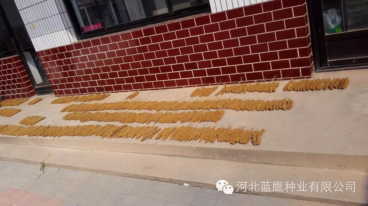 蓝鹰种业“王中王黄谷51”