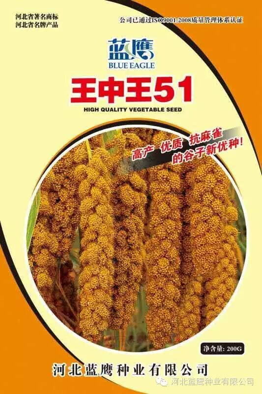 蓝鹰种业“王中王黄谷51”