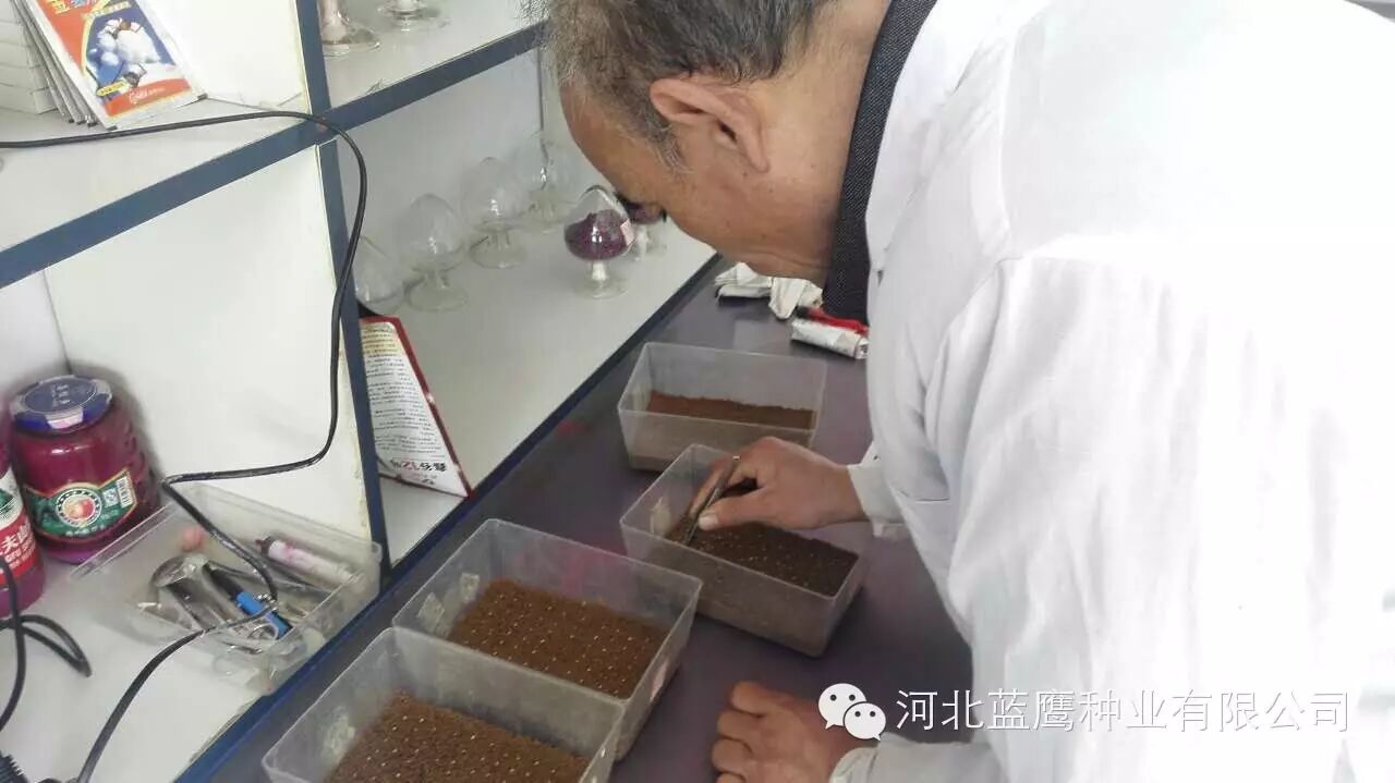 蓝鹰种业“王中王黄谷51”