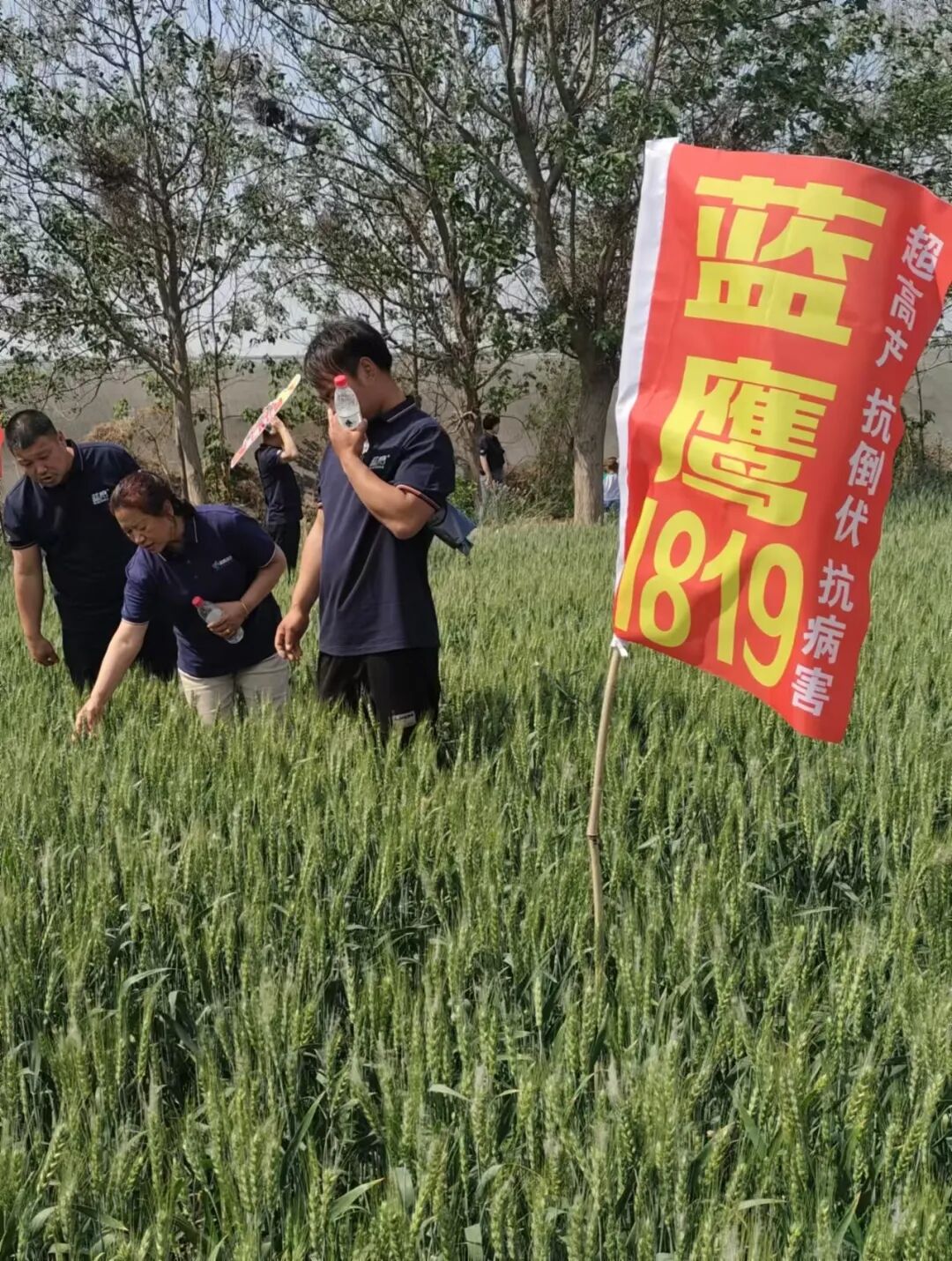 蓝鹰1819 ——高产 稳产 抗倒 抗寒 抗病