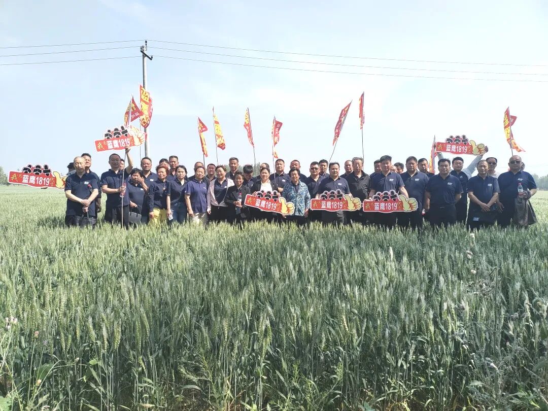蓝鹰1819 ——高产 稳产 抗倒 抗寒 抗病