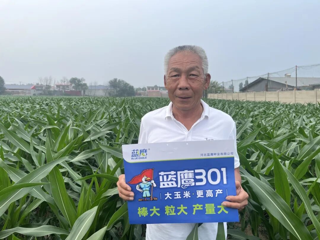 蓝鹰301 |大玉米·更高产|