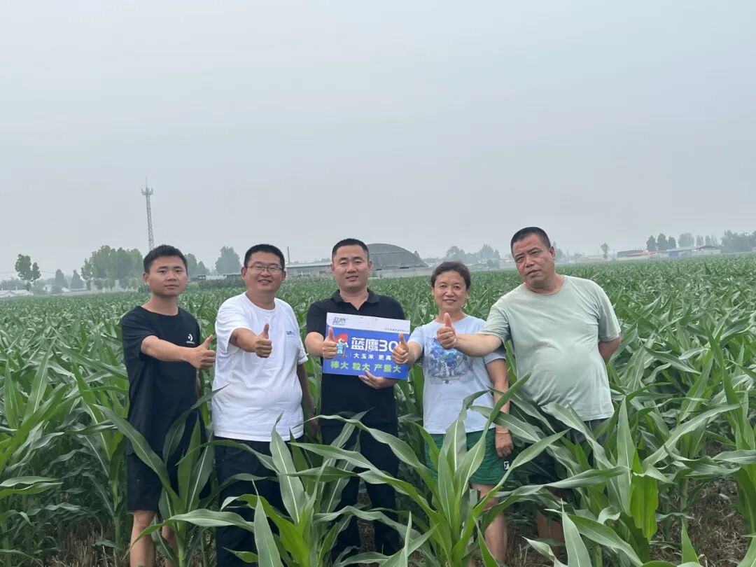 蓝鹰301 |大玉米·更高产|
